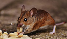 24 Hour & Emergency Exterminators in Bible Grove, MO